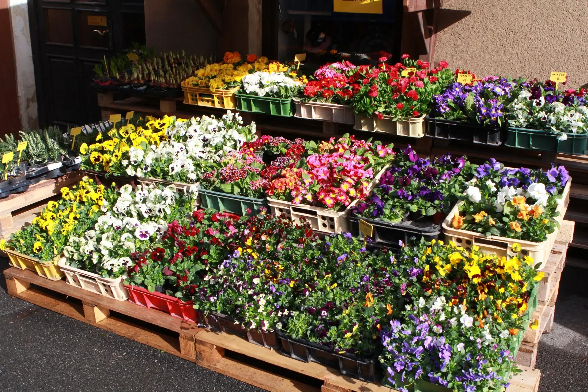 Květiny v květináčích